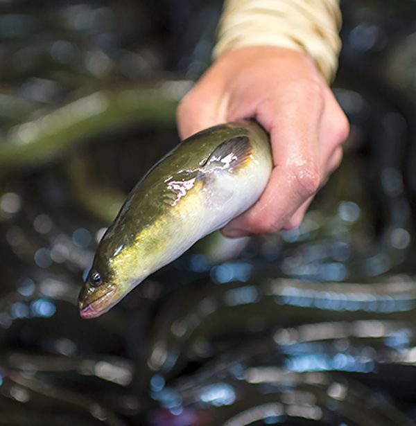 Single eel being held by hand with hundreds of eels in background