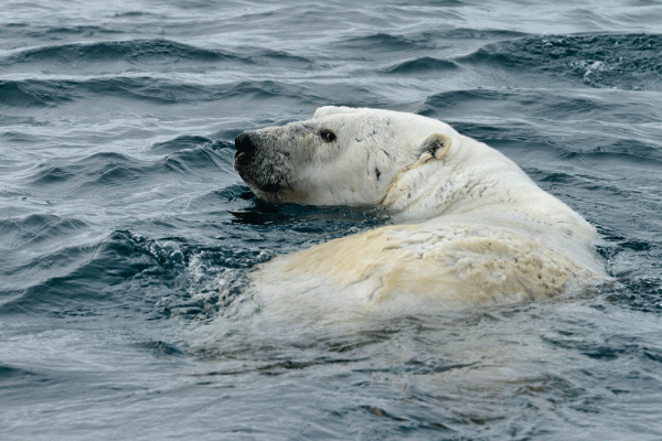 Polar bear swimming in dark blue water looking over its shoulder