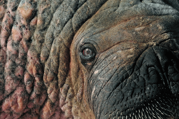 A walrus up close - showing its eye, nose, whiskers and texture of its skin and fur