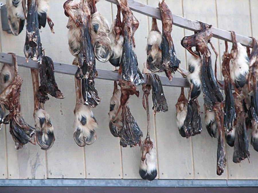 Caribou hooves hang from the ceiling to dry